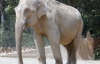 Индийский машинист-лихач сбил рекордное количество слонов (ВИДЕО)