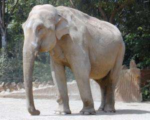 Індійський машиніст-лихач збив рекордну кількість слонів (ВІДЕО)