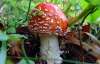 Отравление грибами может проявиться на четвертые сутки