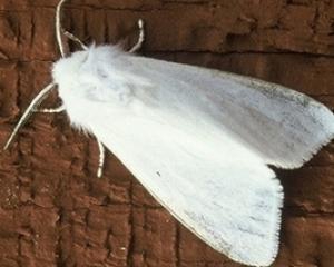 Через нашестя білого метелика на Черкащині оголошено карантин