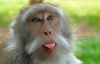 Вчені виявили нову здатність у макак