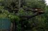 Маріупольський шторм підіймав у повітря людей та виривав дерева (ФОТО)