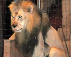 У Львові лев пошматував дресирувальника