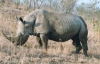 В Крыму нашли останки самого старого в мире носорога (ВИДЕО)