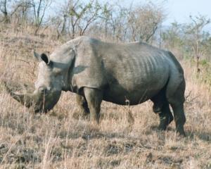 У Криму знайшли рештки найстарішого в світі носорога (ВІДЕО)