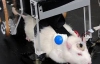 Японцы создали чудо-машину - крысомобиль (ВИДЕО)