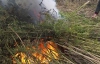 В Тернопольской области сожгли рекордные посевы конопли (ФОТО)
