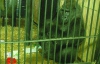 Киевский зоопарк вошел в пятерку худших