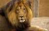 Через 20 лет в Африке не останется ни единого льва