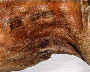 Ученые расшифровали древнее перуанское тату