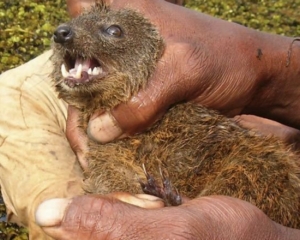 На Мадагаскаре нашли неизвестного ранее хищника