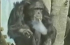 Курильщик-шимпанзе умер от старости
