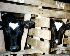 Новий Податковий кодекс погіршить підтримку виробників м&amp;#039;яса та молока