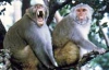 В Японии поймали обезьяну, которая покусала 117 людей