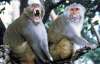 В Японії спіймали мавпу, яка покусала 117 людей