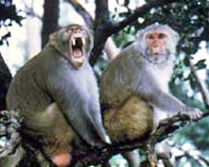 В Японии поймали обезьяну, которая покусала 117 людей