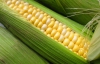 Украинские производители кукурузы лучше фермеров США и Канады