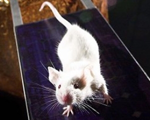 Ученые научили мышей &amp;quot;нюхать&amp;quot; свет