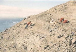 В Антарктиді знайшли скам&amp;#039;янілості черепахи віком 45 млн років