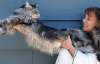 Кіт завдовжки 123 см потрапив до Книги рекордів Гіннесса