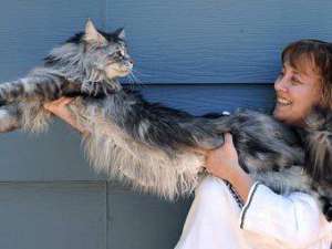 Кіт завдовжки 123 см потрапив до Книги рекордів Гіннесса