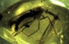 В індійському бурштині знайшли комах віком 50 млн років (ФОТО)