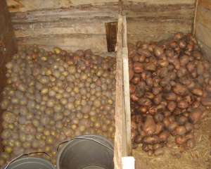 Голодні українці почали красти картоплю з погребів