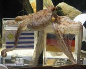 Легендарному осьминогу установят памятник и откроют музей