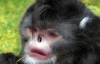 У Гімалаях знайшли новий вид мавп, які чхають від дощу