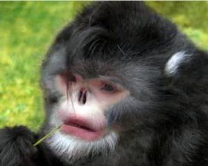 У Гімалаях знайшли новий вид мавп, які чхають від дощу