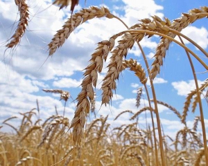 Украина отдаст Росии 2 млн тонн зерна
