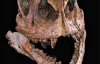 В Китае нашли скелет динозавра, который жил 200 млн лет назад (ФОТО/ВИДЕО)