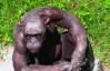 Шимпанзе полысел от работы в цирке