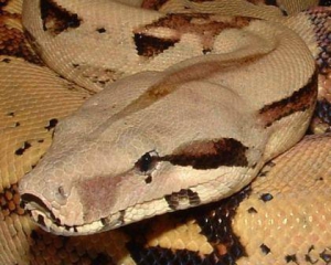Самка змеи родила 22 детеныша без участия самцов