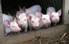 На Харківщині заживо згоріли 215 свиней