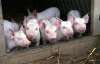 На Харьковщине живьем сгорели 215 свиней