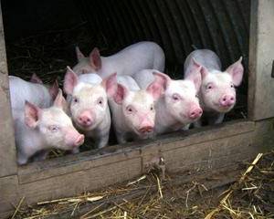 На Харківщині заживо згоріли 215 свиней