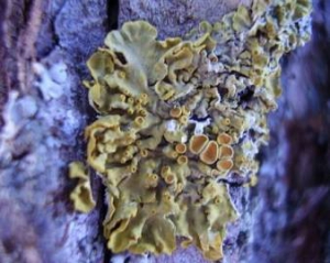 В России начали изготовлять хлеб из обычного мха