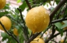Лимон может спасти от депресии