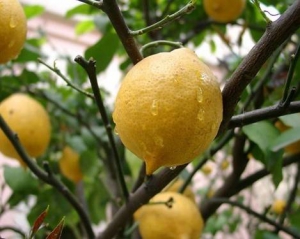 Лимон может спасти от депресии