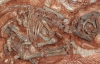 Знайдено найдавніший ембріон динозавра віком 190 млн років (ФОТО)