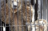 Київський зоопарк приспав і розпродав 70% тварин
