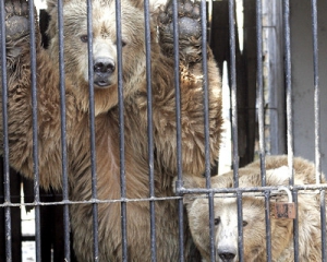 Киевский зоопарк усыпил и распродал 70% животных