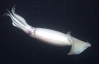 Ученые нашли новый вид кальмаров, которые умеют светиться (ФОТО)