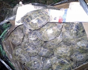 Пограничники спасли от гурманов 140 черепах