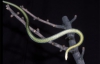 В Азії знайшли змій, які уміють &quot;літати&quot; (ФОТО)