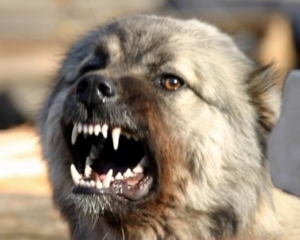 Жителей Донецкой области кусают бешеные волки