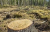Рада на 5 лет запретила рубить деревья в Киеве