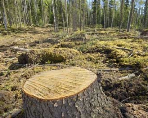 Рада на 5 лет запретила рубить деревья в Киеве