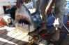 В Єгипті спіймали 2,5-метрову акулу, яка напала на українця (ФОТО)